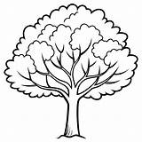 Elm tree Outline coloring book Page Line Art Drawing  Premium AI sketch template