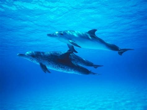 Atlantic Spotted Dolphin – "OCEAN TREASURES" Memorial Library