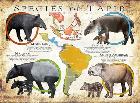 Species of Tapir Poster Print