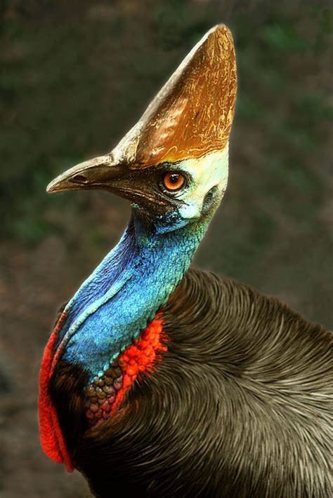 Cassowary. Flightless Bird. | Flightless bird, Colorful birds, Cassowary