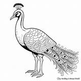 Realistic Peacock Coloring Pages  Free & Printable sketch template