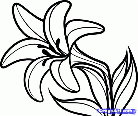 Download or print this amazing coloring page: Lily Flower Drawing Hd Desktop 10 HD Wallpapers ...