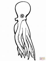 Octopus coloring Page  Free Printable Coloring Pages sketch template