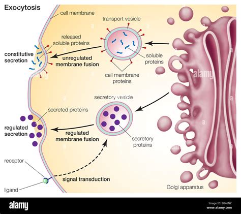 Exocytosis, a process for primary active transport across the cell ...