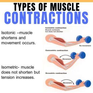 What's The Difference Between Isometric and Isotonic Muscle Contractions?