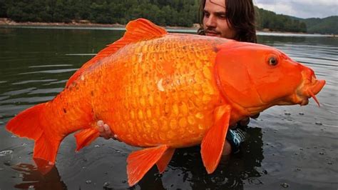 Un Híbrido De Pez Dorado Gigante Tan Pesado Como Un Niño De 10 Años Nos ...