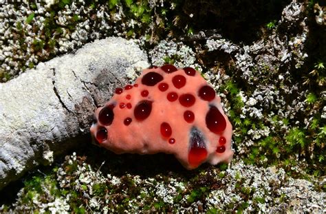 1000+ images about Bleeding tooth fungus - Hydnellum peckii on Pinterest | Blue tooth, Fungi and ...