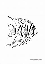 Angel Fish  Free Coloring Sheet sketch template