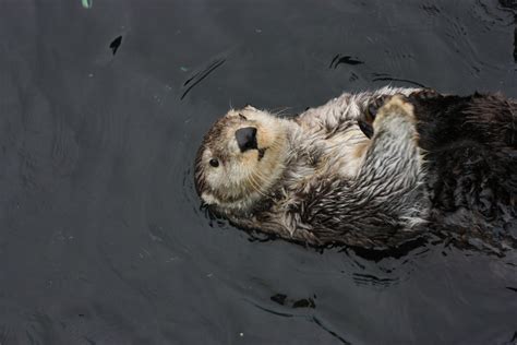Download Animal Sea Otter 4k Ultra HD Wallpaper