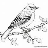 Mockingbird Coloring Pages  Free & Printable sketch template
