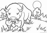 Wild Buffalo Coloring Page Free Pages Sketch sketch template