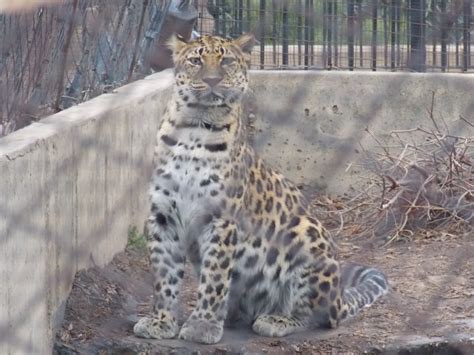 a snow leopard sitting on the ground next to a fence