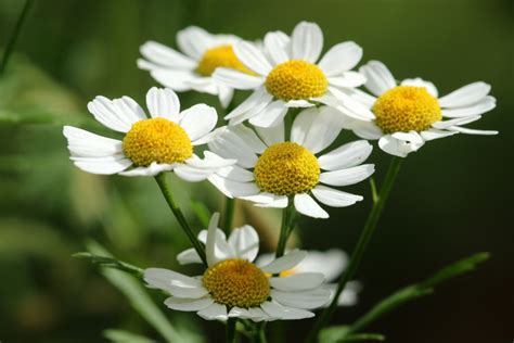 The 7 Best Medicinal Plants Used by Native Americans - Bio Prepper