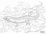 Green Basilisk Lizard Coloring Page sketch template