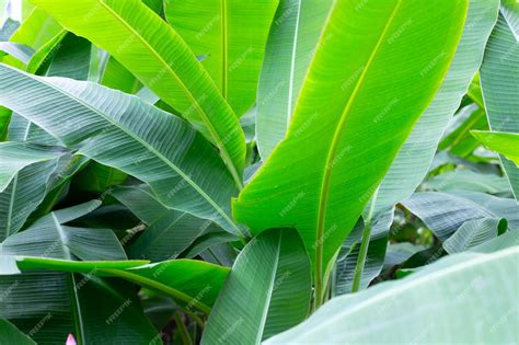 Premium Photo | Green leaves of banana tree