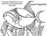 Saltwater Fish Coloring Pages At GetColoringscom  Free Printable sketch template