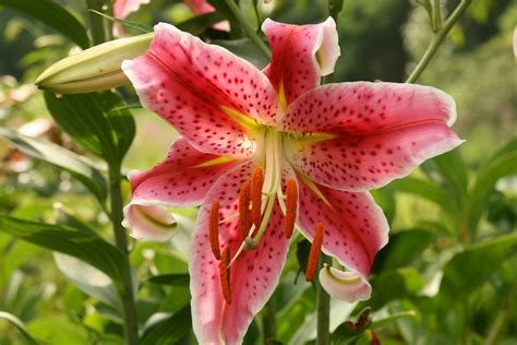 What Is An Oriental Lily: Learn About Growing Oriental Lily Plants