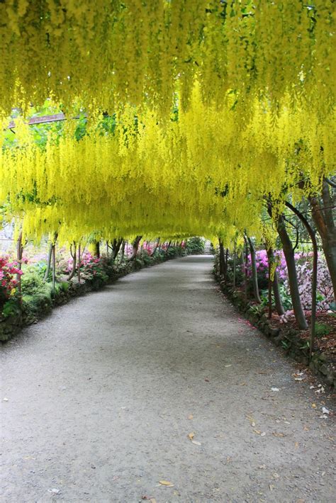 Laburnum Arch, Bodnant Gardens Wales | Country roads, Plants, Wales