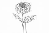 Zinnia Flower Coloring Page Graphic By Forhadx5 · Creative Fabrica sketch template