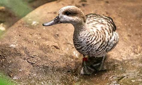 Marbled Teal Duck | Franklin Park Zoo