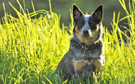 Blue Heelers Puppies Wallpapers - Wallpaper Cave