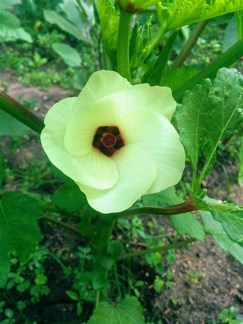 Beautiful Okra flower. My first time seeing one and growing okra. : r ...