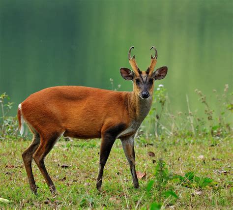 Barking Deer - KHAO SOK National Park, Thailand