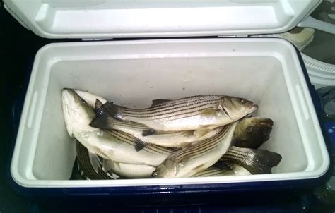 Maryland opens rockfish season with new regulations - WTOP News