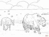Yak Mother With Calf coloring Page  Free Printable Coloring Pages sketch template