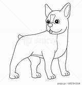 Coloring Pages Of The Boston Terrier sketch template