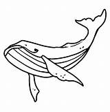Humpback Whale Coloring Page Free Printable PDF sketch template