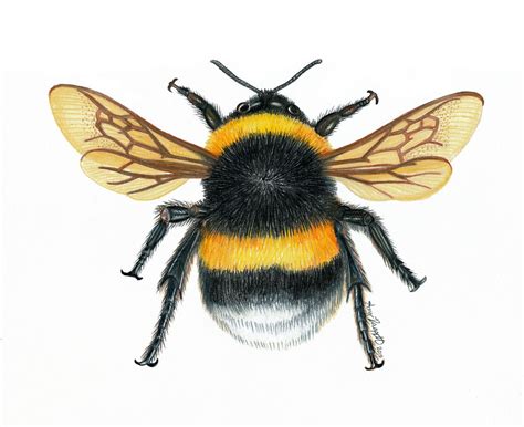 Bumble Bee Illustration | Bumble bee illustration, Bee art, Bee illustration