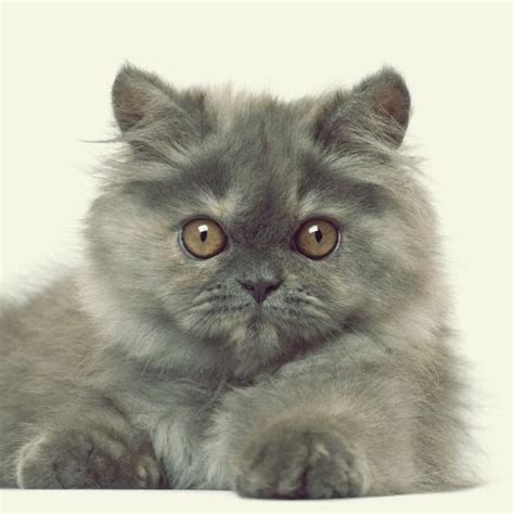 Gray Persian Cats - Photo Gallery