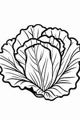13 Lettuce Coloring Pages For Kids  ShadeMaze sketch template