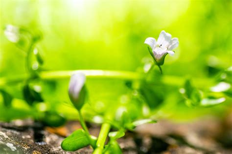 How to Grow and Care for Water Hyssop