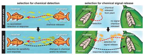 Synthetic sex phermones.