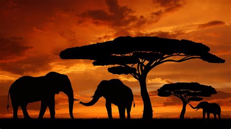 Pin by Elvia Almonte on African Sunsets | Africa sunset, Elephant ...