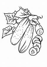 Coloring Pages  Vegetable Cucumber Printable For Kids sketch template
