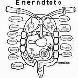 Endocrine System Coloring Worksheet Sketch Page sketch template