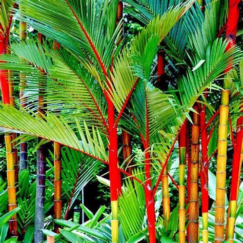 10 Red Sealing Wax Palm Tree Seeds – Seed World