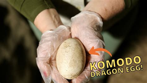 FIRST KOMODO DRAGON EGGS LAID IN AUSTRALIA | Australian Reptile Park - YouTube