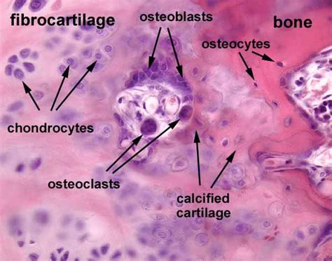 Endochondral Bone Formation Histology