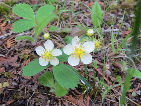 Wild Strawberry in bloom. Tobermory ON | Wild strawberries, Bloom, Plants