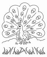 Free Printable Peacock Coloring Pages For Kids sketch template