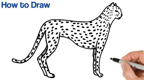 How to Draw a Cheetah Easy | Animals Drawings | Art Tutorial - YouTube