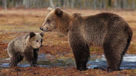 Wallpaper Brown bears, cub, water 1920x1200 Picture, Image