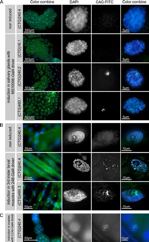 Whole mount RNA-FISH analysis using a CAG-FITC probe. UAS-(CTG) n flies ...