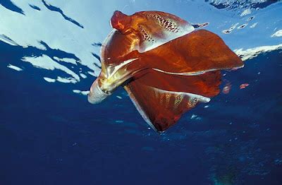 Blanket Octopus | The Life of Animals