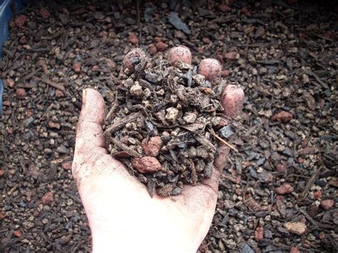 Bonsai Tree Soil & Fertilizer ~ Bonsai Tree Types