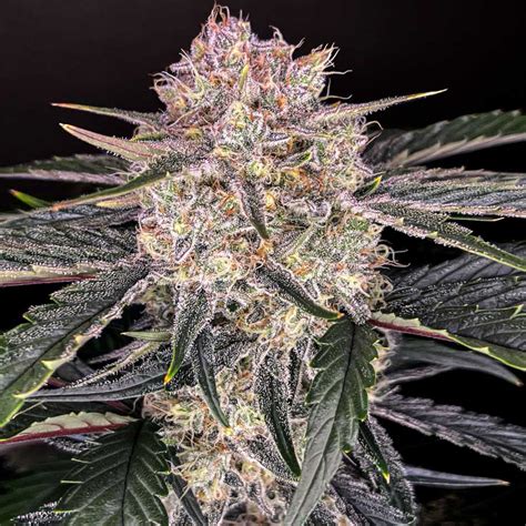 Apple Fritter Seeds Feminized - Available Now